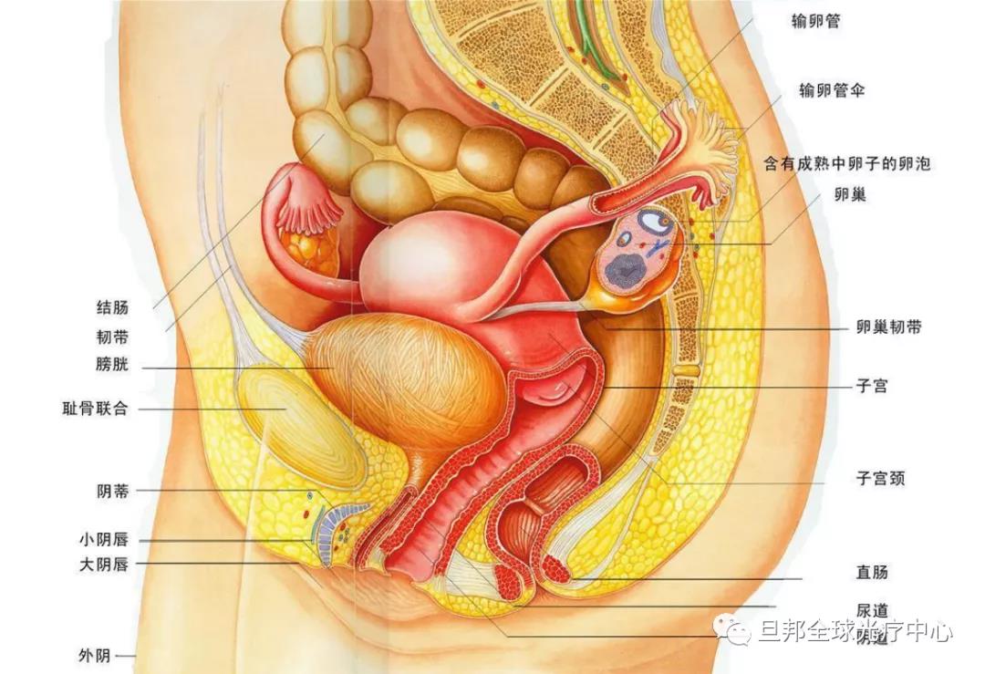 暖宮對(duì)女人有多重要？暖宮法寶臍光寶(圖3)